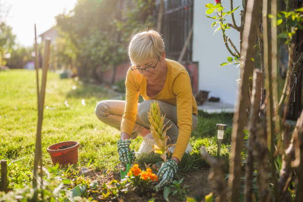 istock Senior woman gardening 2150268232