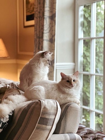Two ragdoll cats - image with IPhone