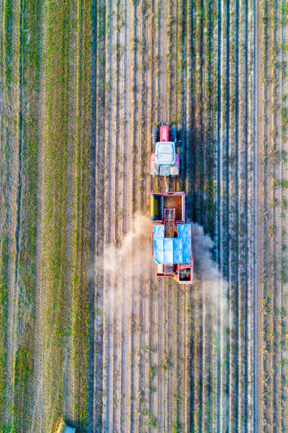 istock direct above drone view of a tractor with a harvester, harvesting potatoes 2150268921