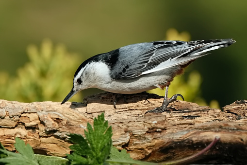 A white-breasted nuthatch perched on a branch