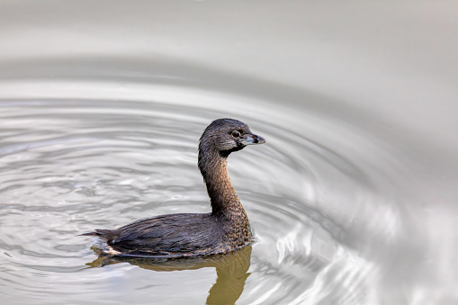 Pied-billed grebe (Podilymbus podiceps), species of the grebe family of water birds found in ponds. Ecoparque Sabana, Cundinamarca department. Wildlife and birdwatching in Colombia