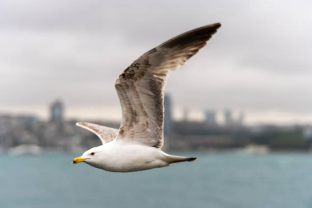 A seagull is captured in mid-flight, wings spread wide, with the blurred backdrop of a city skyline and overcast sky.