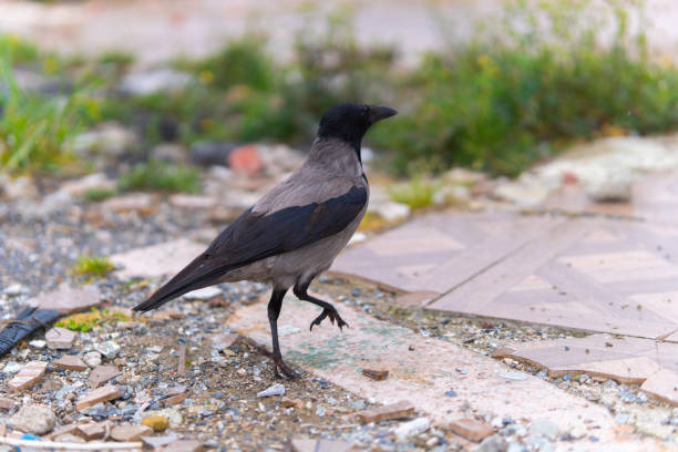 A hooded crow stepping forward on a paved surface with scattered pebbles and greenery in the foreground, exemplifying urban wildlife adaptation.