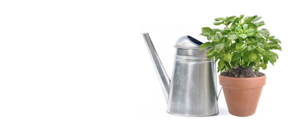 istock potted of basilic  with a watering can on white background - copy space 2150271125