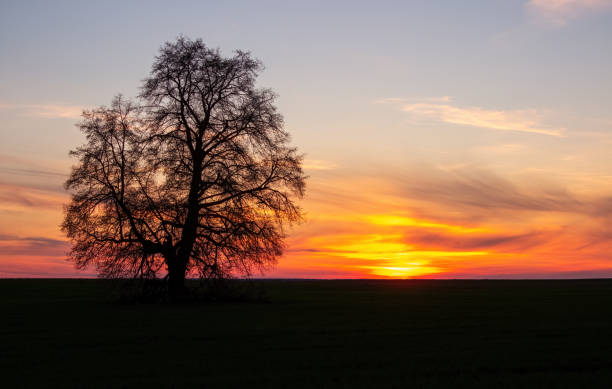istock Lonely tree on a background of sunset sky 2150271475