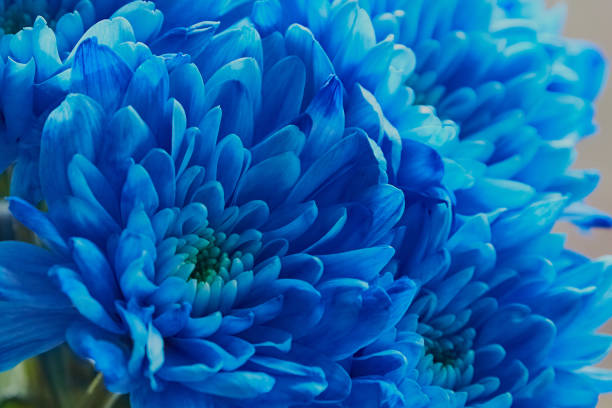Pretty flowers growing in the garden.