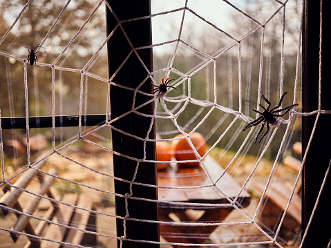 Step into a captivating Halloween scene where artificial spiders and webs weave an eerie tapestry amidst the vibrant hues of an autumn forest. Embrace the spirit of the season as a spooky atmosphere comes alive with the presence of fake spiders, tarantulas, and intricate spider webs, transforming a house garden into a realm of Halloween magic. The dense web with its black inhabitants serves as a haunting background, creating a perfect overlay for your Halloween designs. Halloween scene, Artificial spiders, Spider webs, Autumn forest, Halloween ambiance, Eerie tapestry, House garden, Halloween magic, Seasonal decor, Spooky atmosphere, Autumn colors, Halloween vibes, Halloween spirit, Tarantula, Halloween background, Cobweb, Black spiders, London Halloween, October festivities, Halloween decorations, Halloween overlay, Halloween design, Halloween fun, Halloween enchantment, Halloween atmosphere, Halloween fantasy.
