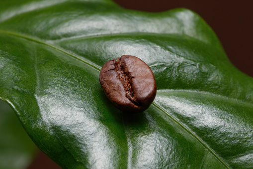 A leaf of a coffee tree with coffee bean on it.  Coffee plant. Fresh coffee bean with coffee branch. Shallow depth of field.