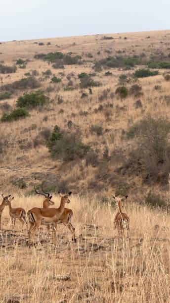istock Group of beautiful impalas 2150272546