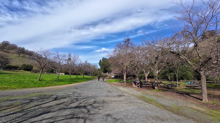 Panoramic view of park pathway with growing trees in early spring, motion forward