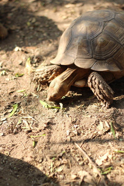 istock African Sulcata Tortoise Natural Habitat 2150274352