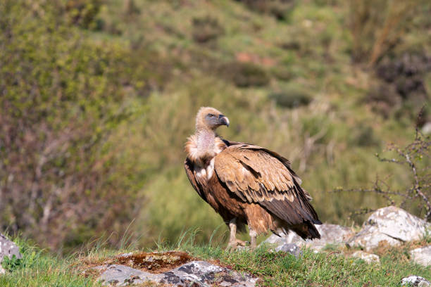 istock Griffon vulture in the meadow. 2150274734