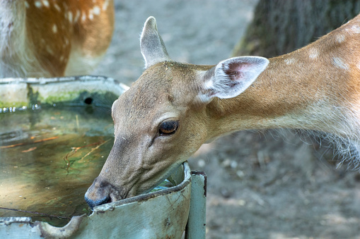Head of an animal doe. Doe drinks water. Wild animal head