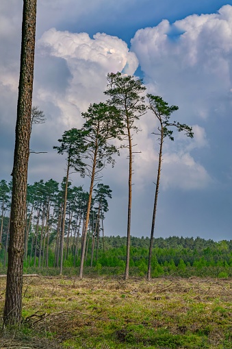 forest clearing, tall trees in the forest against the background of blue sky and white clouds on a nice spring day. forest industry.