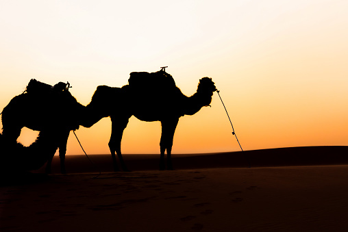 Tourists in the Sahara Desert on a camel caravan