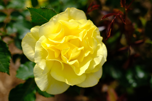 Yellow rose flower blooming on bush in garden on sunny day