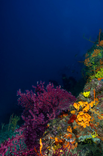 Porifera and gorgonians are an underwater landscape