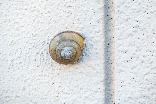 A picture of a snail stuck to the wall of a house