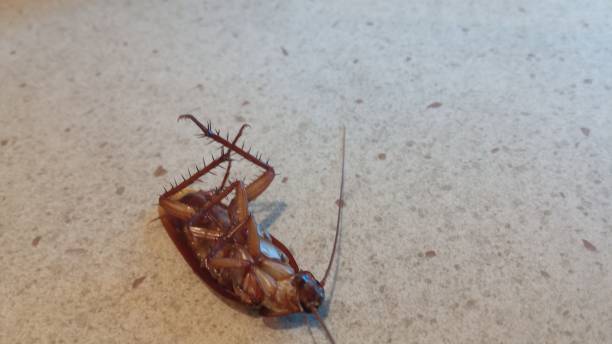 istock Brown cockroach on the floor 2150279194