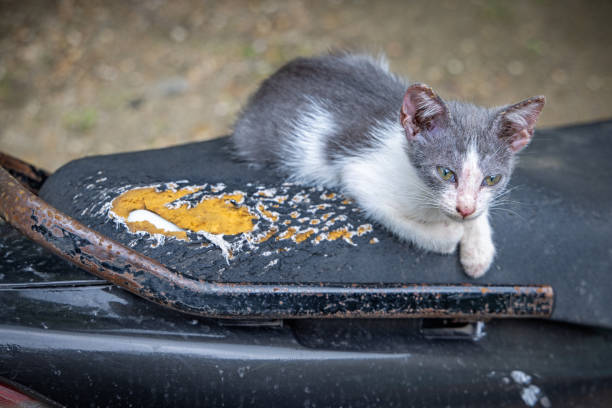 Tabby cat looking at the photographer