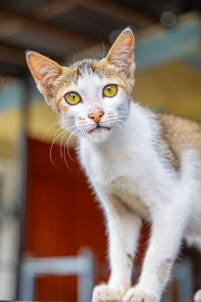 Tabby cat, Felis catus with clear yellow eyes looking at the photographe. The picture is taken in Kota Bukittinggi in the northern part of Sumatra