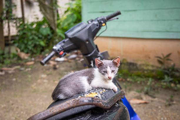 Tabby cat looking at the photographer