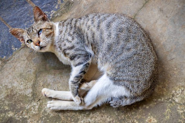 Tabby cat, Felis catus laying on the ground and looking at the photographer. The picture is taken in Kota Bukittinggi in the northern part of Sumatra