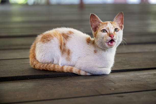 Mix of a tabby cat and a ginger cat, Felis catus sitting on the floor and asking for food. The picture is taken in the Mandailing Natal Regency in the northern part of Sumatra