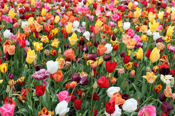 istock Masses of multi coloured tulips in a spring garden 2150279631