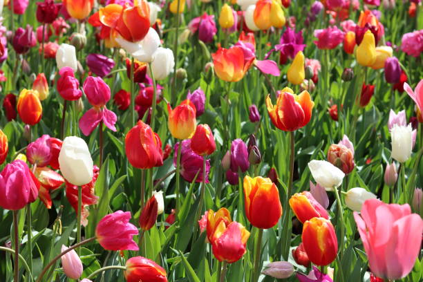istock Masses of multi coloured tulips in a spring garden 2150280500