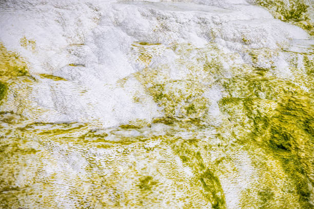 Mix of chalk, sulfur and algae at a thermal spring in volcanic surroundings. The picture is taken at the Sipoholon hot springs in the northern part of Sumatra