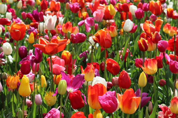 istock Masses of multi coloured tulips in a spring garden 2150280541
