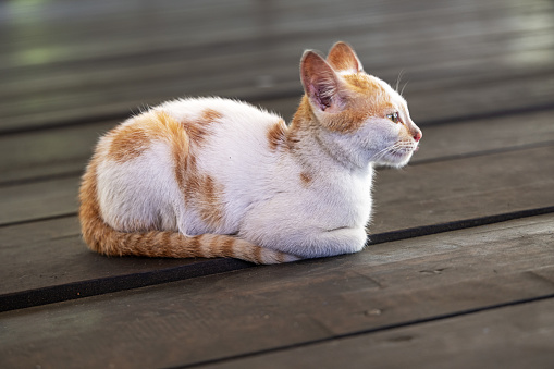 Mix of a tabby cat and a ginger cat, Felis catus sitting on the floor and showing its profile. The picture is taken in the Mandailing Natal Regency in the northern part of Sumatra