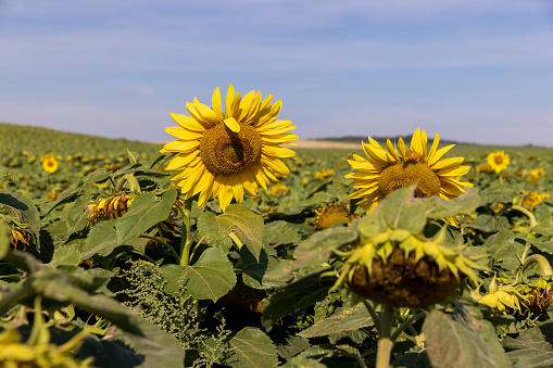 fading sunflowers in the summer, blooming at the end of flowering sunflowers in the summer in the field