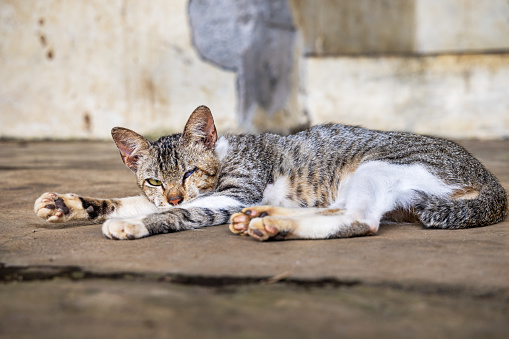 Sleepy tabby cat, Felis catus laying on the ground and keeping an eye at the photographer. The picture is taken Kota Bukittinggi in the northern part of Sumatra