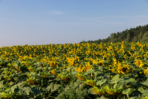 Blooming field with sunflowers at the end of summer, field with sunflowers for harvesting seeds and food production