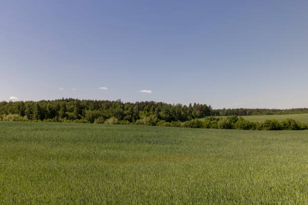 istock a field with green wheat in sunny weather 2150281069