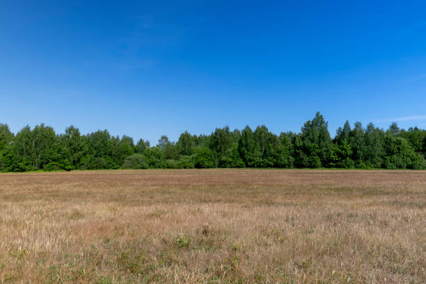 yellow grass growing in a field, a field with grass for use in animal husbandry