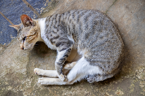Tabby cat, Felis catus sleeping on the ground. The picture is taken in Kota Bukittinggi in the northern part of Sumatra