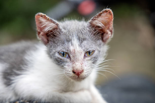 Tabby kitten, Felis catus looking at the photographer. The picture is taken on Samosir Island in the enormous volcanic Lake Toba in the northern part of Sumatra
