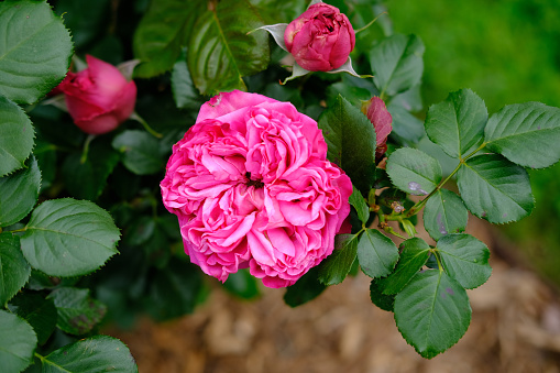 English roses garden in Sennan City, Osaka, Japan