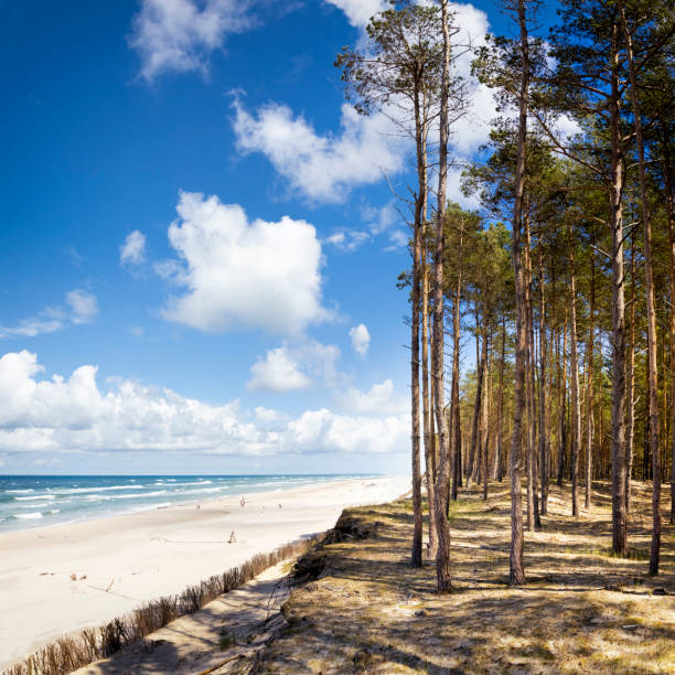 pine forest