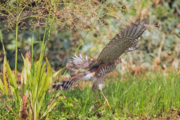 istock Common Buzzard flying in the meadow. 2150282353
