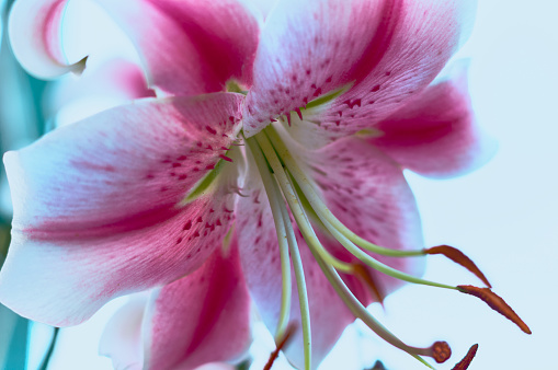 A white and red lily bloomed in the garden, a large beautiful flower, photographed in close-up, a beautiful garden still life