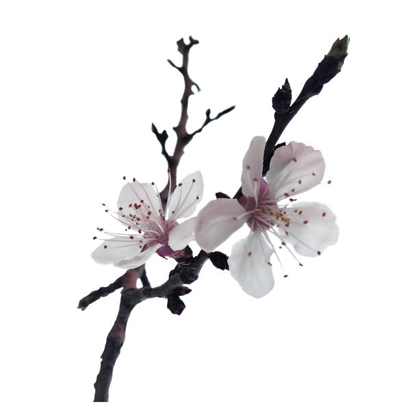 istock Blurred cherry or cherry blossom branch with two white flowers during spring flowering isolated on white background. Blank for artwork 2150282764