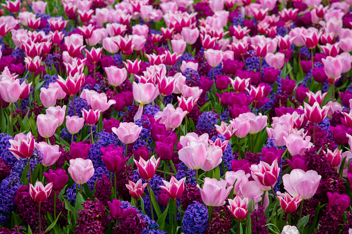 Close-up on mixed flower field of pink-magenta tulips and blue-magenta hyacinth flowers.