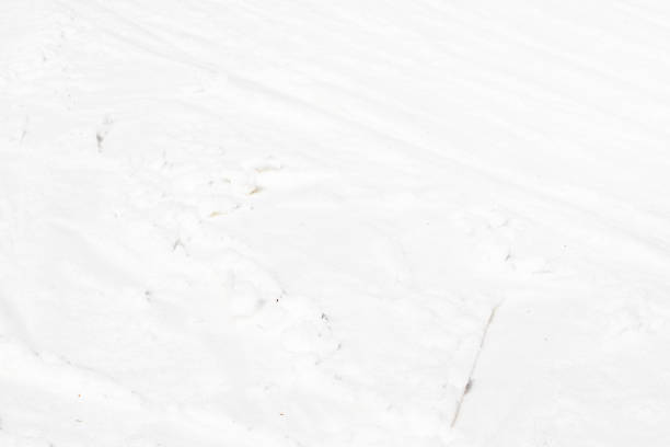 abstract background of white snow on a sunny day