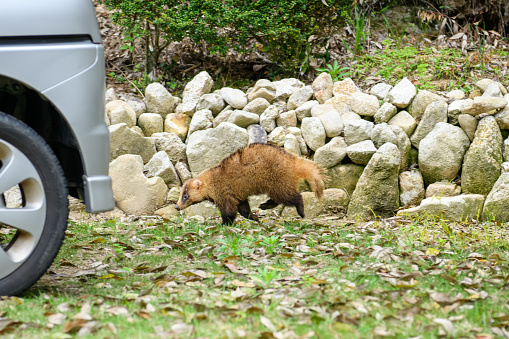 Japanese badger crossing the garden of a private house during the day