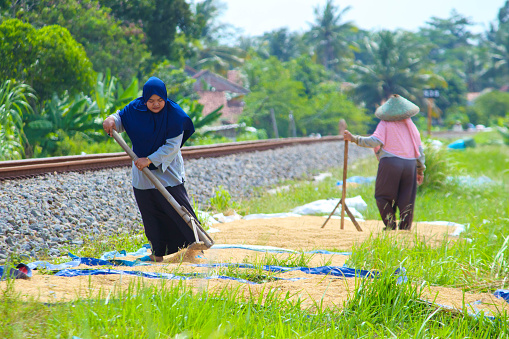 Cilacap, Indonesia - April 18, 2024 : Two Asian women are drying harvested rice seeds on a sunny day on the edge of the railroad track