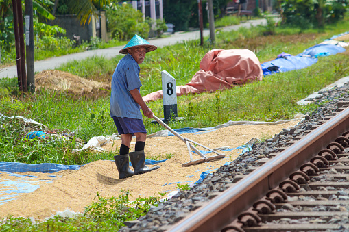 Cilacap, Indonesia - April 18, 2024 : An old Asian man is drying harvested rice seeds on a sunny day on the edge of the railroad track